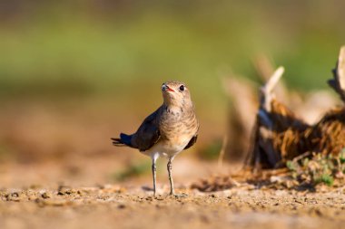Doğa ve kuş. Renkli doğa arka plan. 
