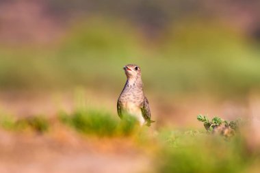 Doğa ve kuş. Renkli doğa arka plan. 