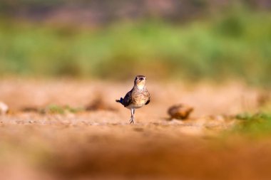 Doğa ve kuş. Renkli doğa arka plan. 