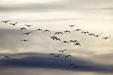 Flamingos. Doğa arka planı. Kuş: Büyük Flamingo. Fenikekopterus roseus.