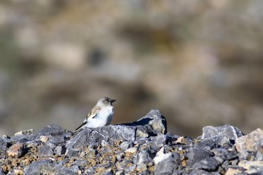 Sevimli kuş. Beyaz kanatlı kar kuşu. Montifringilla nivalis. Doğa arka planı. 