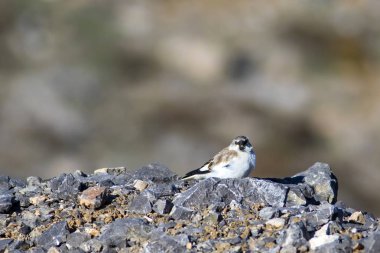 Sevimli kuş. Beyaz kanatlı kar kuşu. Montifringilla nivalis. Doğa arka planı. 