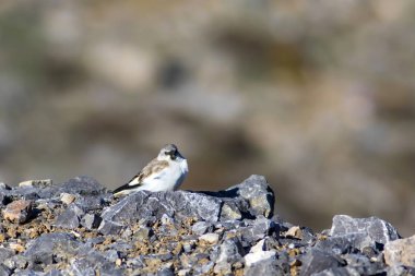 Sevimli kuş. Beyaz kanatlı kar kuşu. Montifringilla nivalis. Doğa arka planı. 