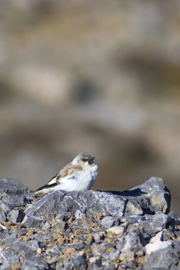 Sevimli kuş. Beyaz kanatlı kar kuşu. Montifringilla nivalis. Doğa arka planı. 