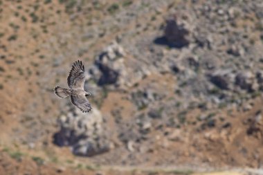 Yırtıcı kuş. Uçan kuş. Avrupa Bal Şahini. Pernis apivorus. Doğa arka planı.
