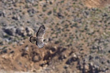 Yırtıcı kuş. Uçan kuş. Avrupa Bal Şahini. Pernis apivorus. Doğa arka planı.