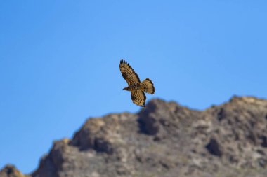 Yırtıcı kuş. Uçan kuş. Avrupa Bal Şahini. Pernis apivorus. Doğa arka planı.