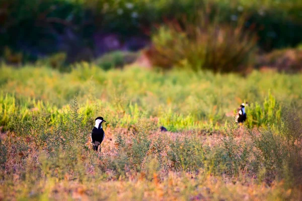 Green Nature Spur Winged Lapwing Bird Spur Alado Lapwing Vanellus — Foto de Stock