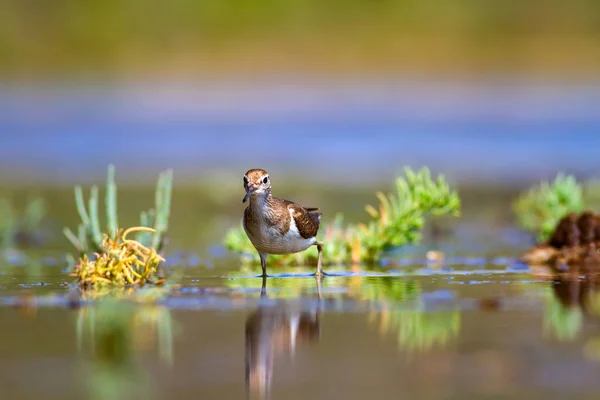 かわいい水鳥 一般的な鳥自然な背景 一般的なサンドパイパー 性腺炎 — ストック写真