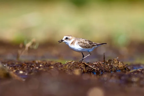 かわいい水の鳥 自然を背景に 一般的な水の鳥 Kentish Plover チャラドリウス アレクサンドリヌス — ストック写真