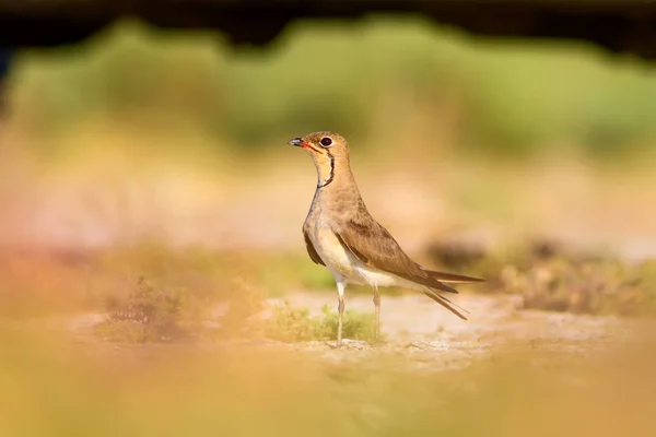 Nature and bird. Colorful Nature background.