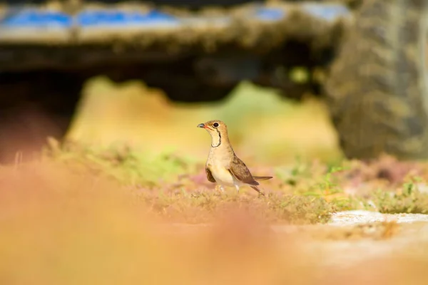 Natur Und Vogel Bunte Natur Hintergrund — Stockfoto