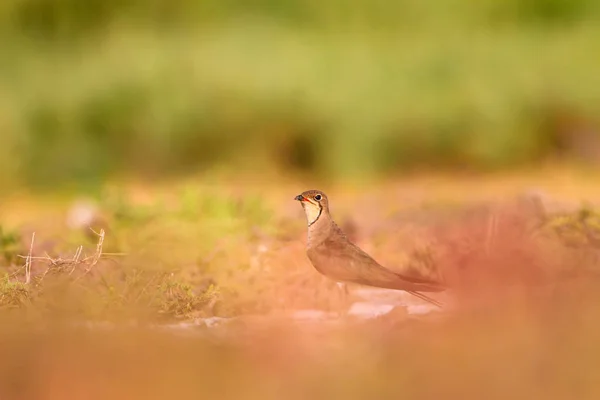 Przyroda Ptak Kolorowe Tło Przyrodnicze — Zdjęcie stockowe