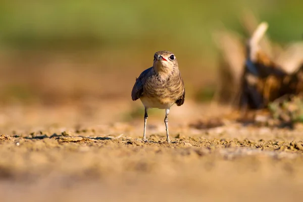 Природа Птах Барвистий Фон Природи — стокове фото
