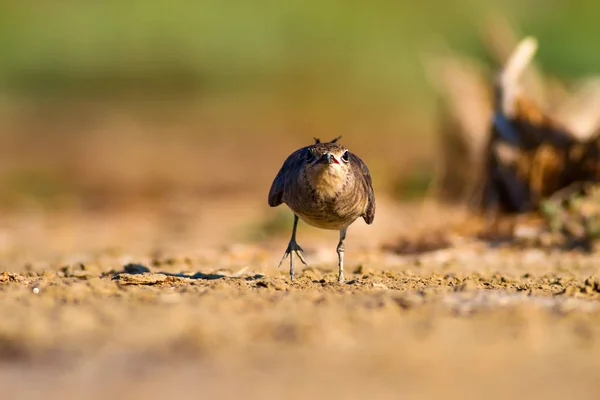 自然と鳥カラフルな自然の背景 — ストック写真