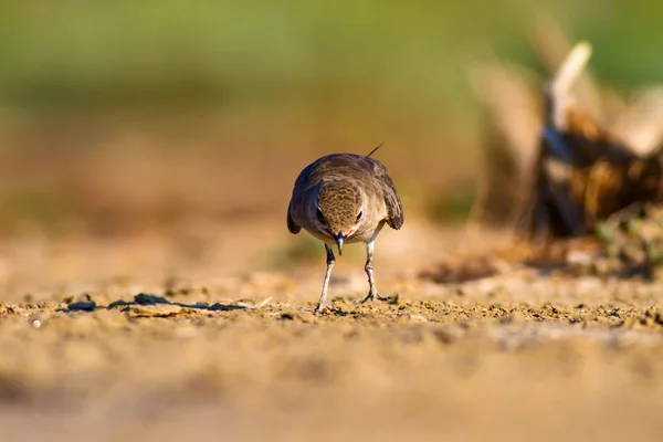 Natur Und Vogel Bunte Natur Hintergrund — Stockfoto