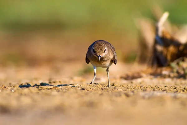 Природа Птица Красочный Фон Природы — стоковое фото