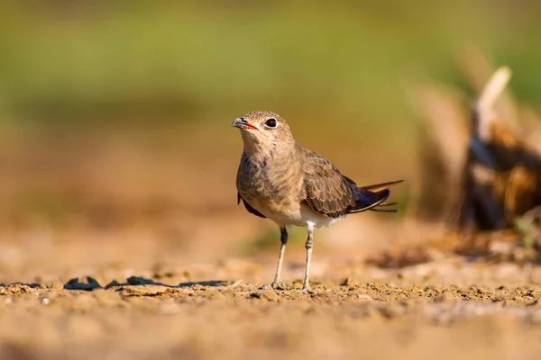 自然と鳥カラフルな自然の背景 — ストック写真