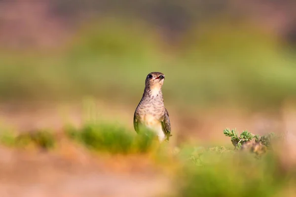 Nature Bird Colorful Nature Background — Stock Photo, Image