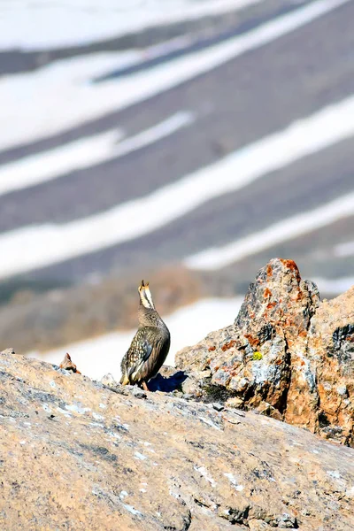 Nadir keklik. Dağ arka planı. Kuş: Hazar Karkuşu. Tetraogallus hazar. Niğde Aladağlar Demirkazik Dağı. Türkiye.