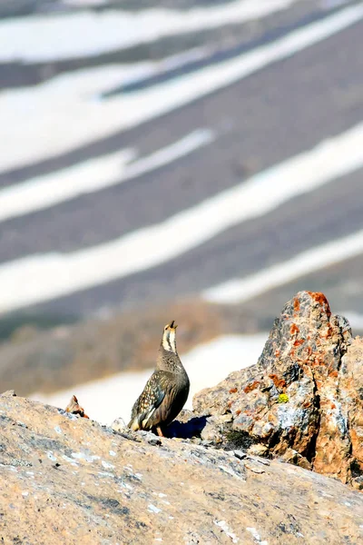 Nadir keklik. Dağ arka planı. Kuş: Hazar Karkuşu. Tetraogallus hazar. Niğde Aladağlar Demirkazik Dağı. Türkiye.