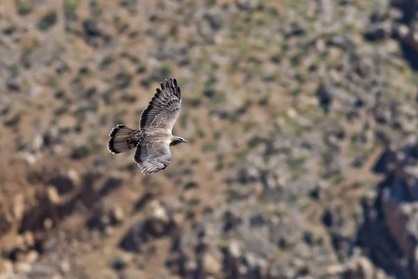 Pájaro Presa Pájaro Volador Buitre Europeo Miel Pernis Apivorus Fondo — Foto de Stock