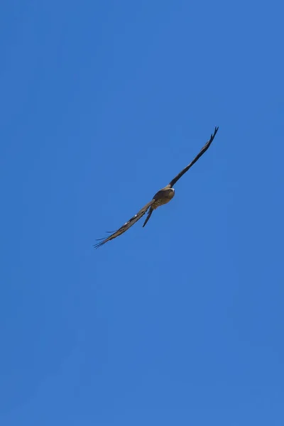 獲物の鳥飛ぶ鳥ヨーロッパのハニーバザード ペルニス アピボルス自然の背景 — ストック写真