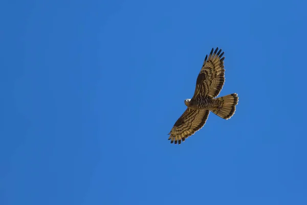 獲物の鳥飛ぶ鳥ヨーロッパのハニーバザード ペルニス アピボルス自然の背景 — ストック写真