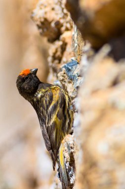 Sevimli küçük kuş. Kırmızı önlü Serin. Kahverengi kırmızı doğa arka plan.