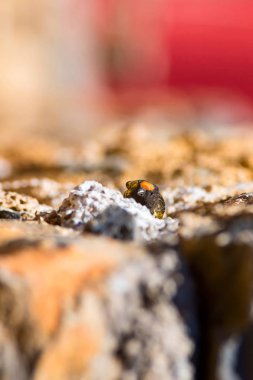 Sevimli küçük kuş. Kırmızı önlü Serin. Kahverengi kırmızı doğa arka plan.