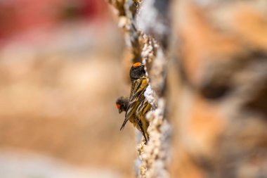 Sevimli küçük kuş. Kırmızı önlü Serin. Kahverengi kırmızı doğa arka plan.