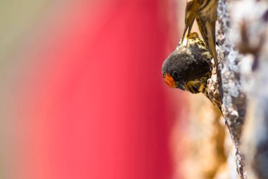 Sevimli küçük kuş. Kırmızı önlü Serin. Kahverengi kırmızı doğa arka plan.