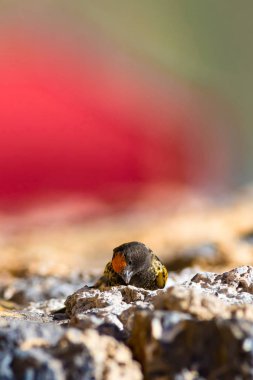 Sevimli küçük kuş. Kırmızı önlü Serin. Kahverengi kırmızı doğa arka plan.