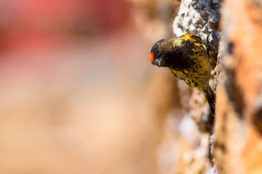 Sevimli küçük kuş. Kırmızı önlü Serin. Kahverengi kırmızı doğa arka plan.