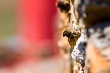 Sevimli küçük kuş. Kırmızı önlü Serin. Kahverengi kırmızı doğa arka plan.