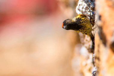 Sevimli küçük kuş. Kırmızı önlü Serin. Kahverengi kırmızı doğa arka plan.
