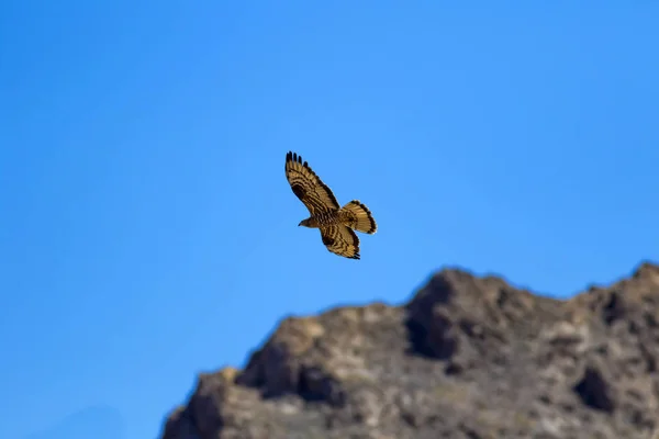 Bird Prey Flying Bird European Honey Buzzard Pernis Apivorus Nature — Stock Photo, Image