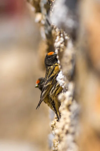 Cute little bird. Red fronted Serin. Brown red nature background.