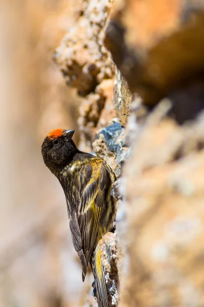 Cute little bird. Red fronted Serin. Brown red nature background.