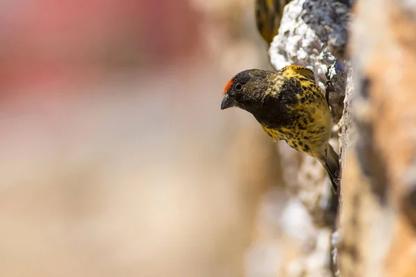 Cute little bird. Red fronted Serin. Brown red nature background.