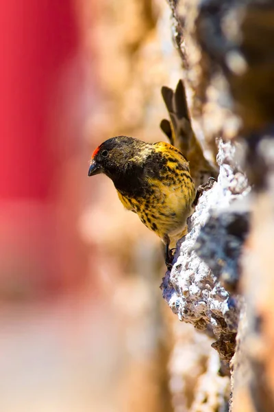 Cute little bird. Red fronted Serin. Brown red nature background.