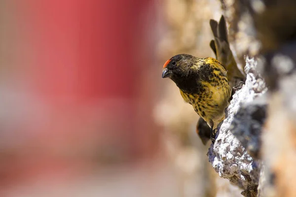 Cute little bird. Red fronted Serin. Brown red nature background.