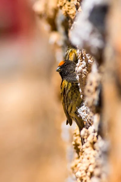 Cute little bird. Red fronted Serin. Brown red nature background.