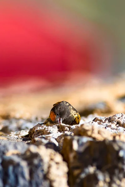 Niedlicher Kleiner Vogel Rotfrontserin Braun Rot Natur Hintergrund — Stockfoto