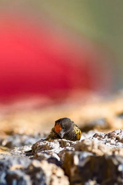 Niedlicher Kleiner Vogel Rotfrontserin Braun Rot Natur Hintergrund — Stockfoto