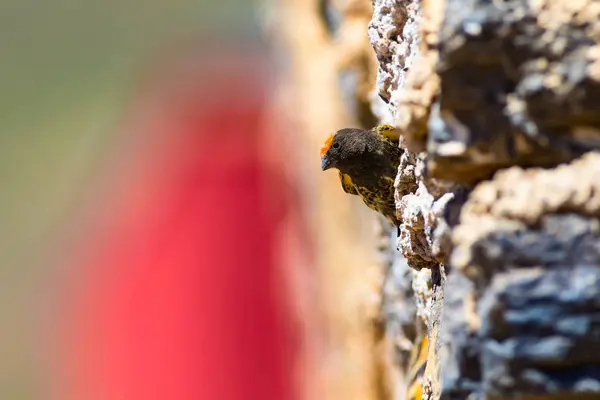 Симпатичні Маленькі Птахи Червоний Фасадом Serin Коричневий Червоний Фон Природи — стокове фото
