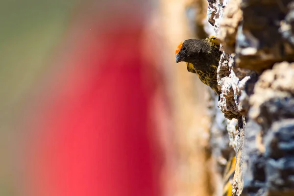 Uccellino Carino Serin Dalla Fronte Rossa Brown Sfondo Rosso Natura — Foto Stock