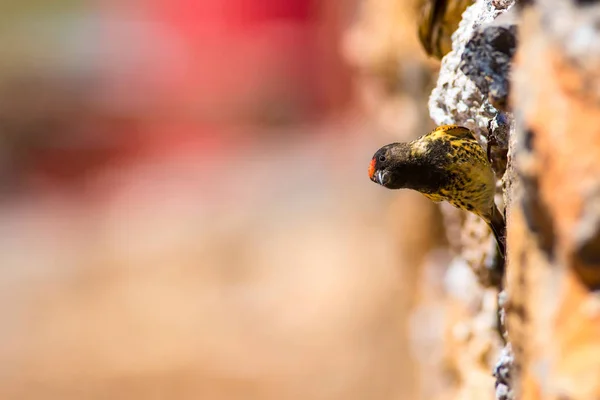 Lindo Pajarito Serin Frente Rojo Fondo Rojo Oscuro Naturaleza —  Fotos de Stock