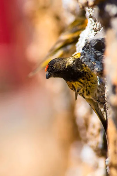 Sevimli Küçük Kuş Kırmızı Önlü Serin Kahverengi Kırmızı Doğa Arka — Stok fotoğraf