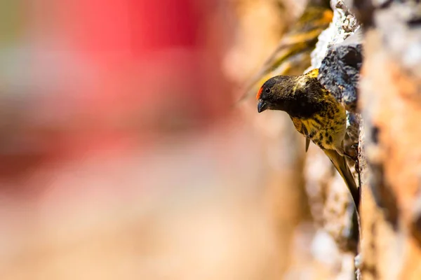 Cute little bird. Red fronted Serin. Brown red nature background.